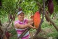 Luker cocoa farmer  Eugenia Jiménez, inspects this season's crop. Pic: Luker Chocolate