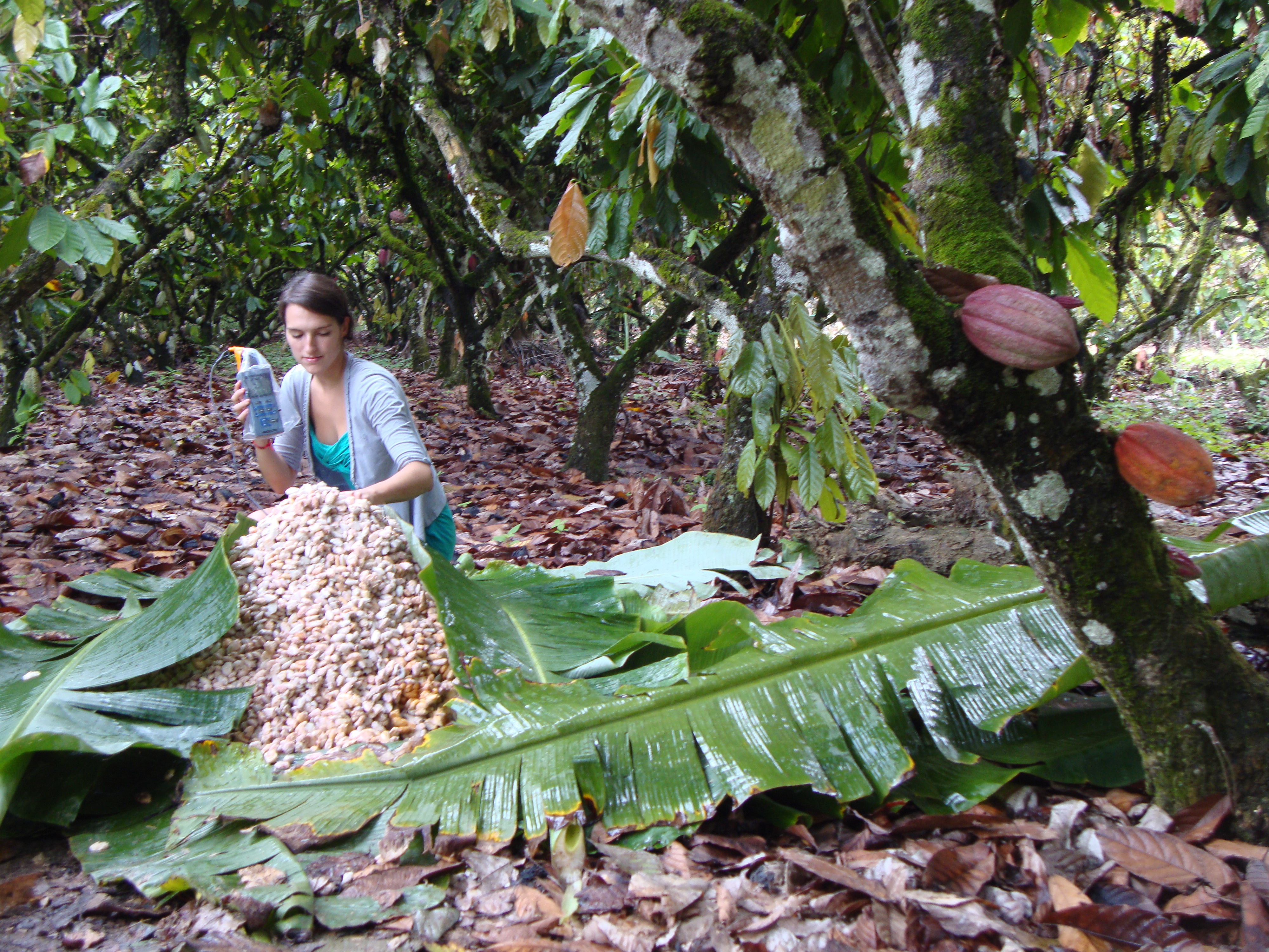 cacao beans fermentation