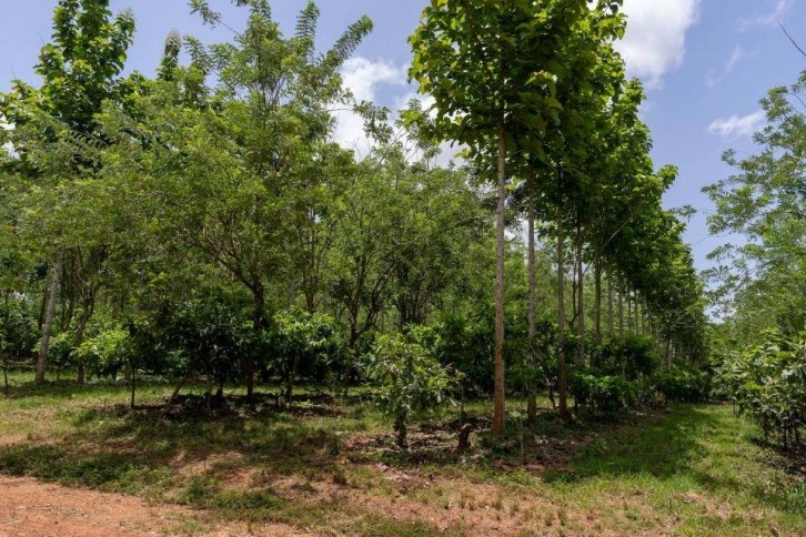 Barry Callebaut claims to have delivered over 3,2 million trees for agroforestry projects and almost 100,000 trees for reforestation projects distributed in 2022-23. Pic: Barry Callebaut