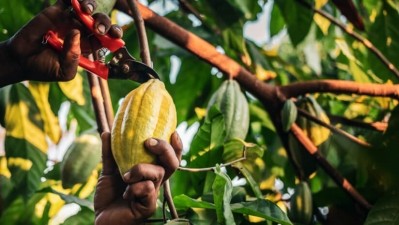 High levels of heavy metals in cocoa often arise from post-harvesting contamination, the study found. Image: Getty/Narong KHUEANKAEW