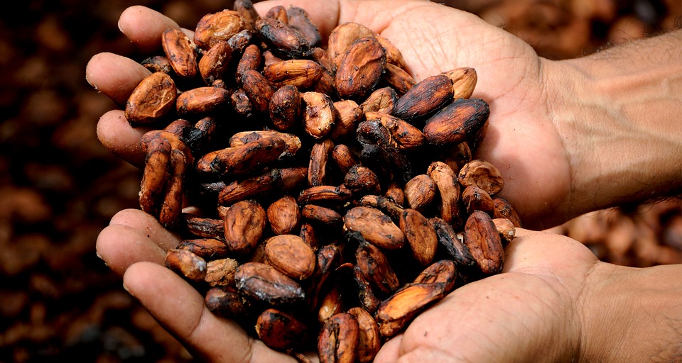 cocoa production in africa