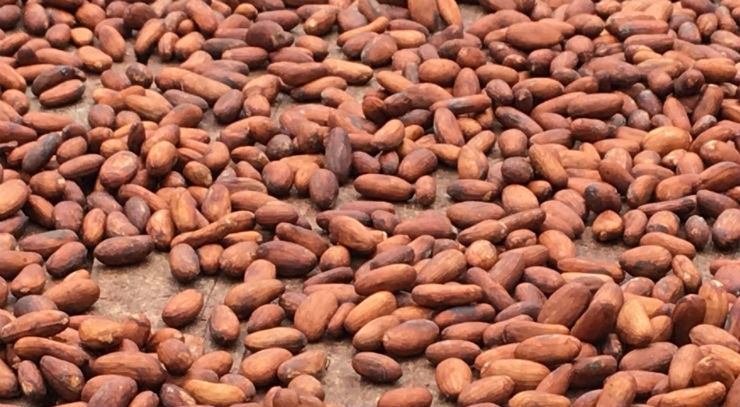cocoa production in africa